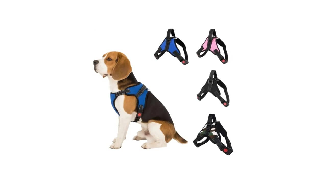 Melhor Coleira para Cachorro: Design Ergonômico e Segurança