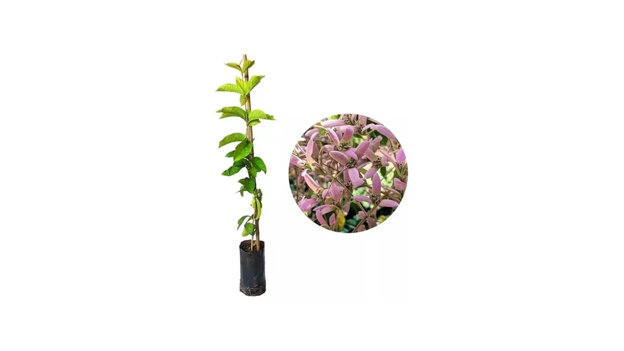 Melhor Trepadeira para Pergolado: Planta ou Artefato?