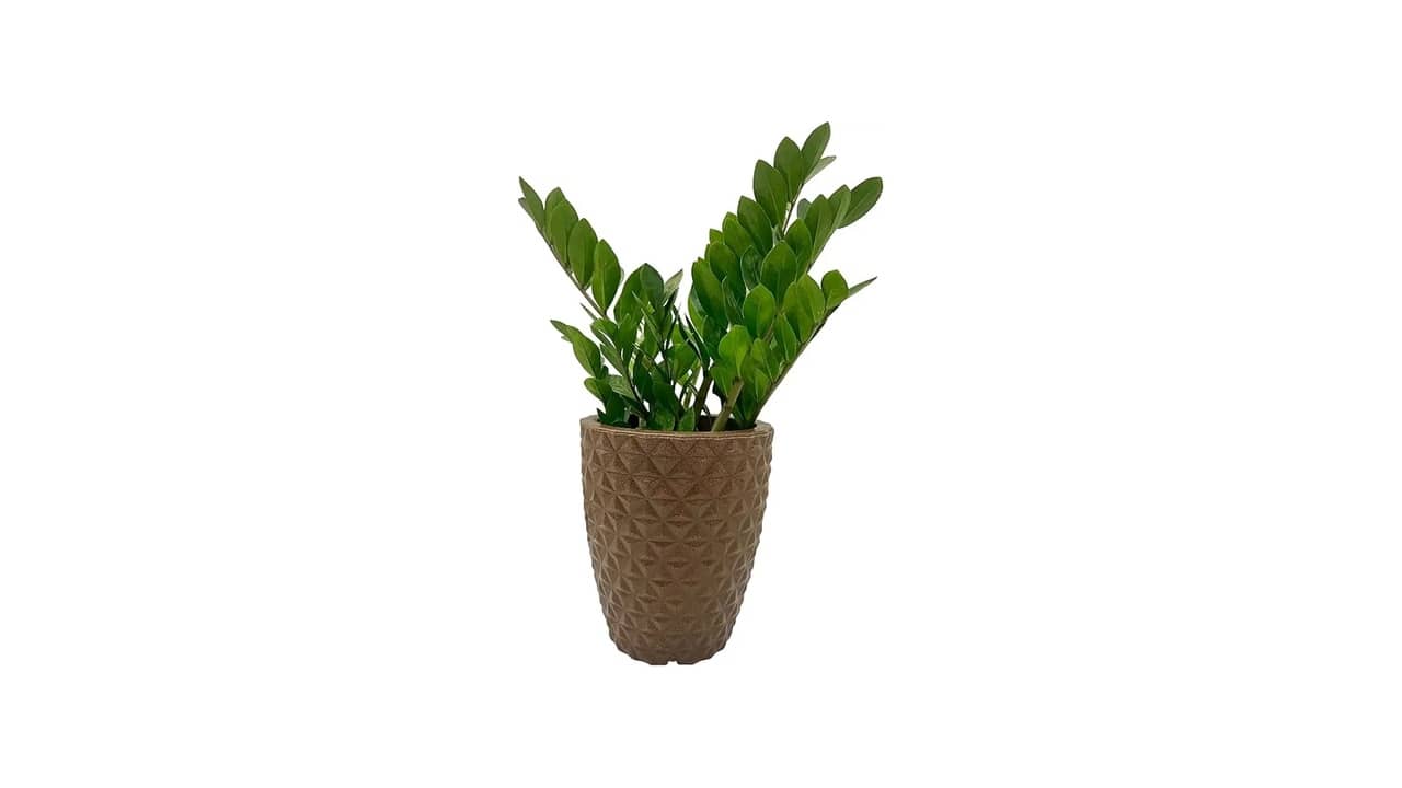Melhor Vaso para Zamioculca: Design Moderno e Resposta à Água