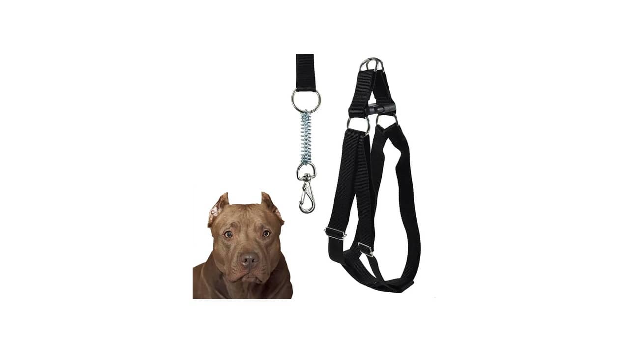 Qual a Melhor Coleira para Cachorro Grande? Top 10 Resistentes e Confortáveis